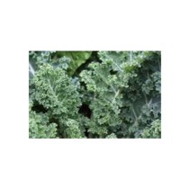 Livingseeds Brassicas